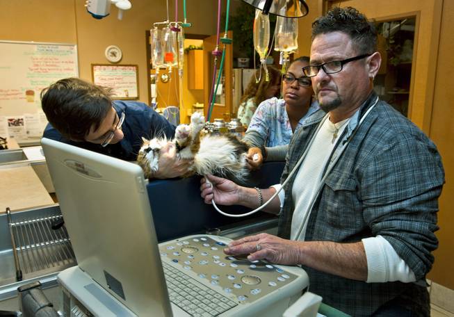 (From right) Dr. Bruce Henault conducts a feline echocardiogram with the assistance of Dr. Heather Zamzow and veterinary assistant Jeran Hillstead at A Cat Hospital on Wednesday, Dec. 18, 2013.